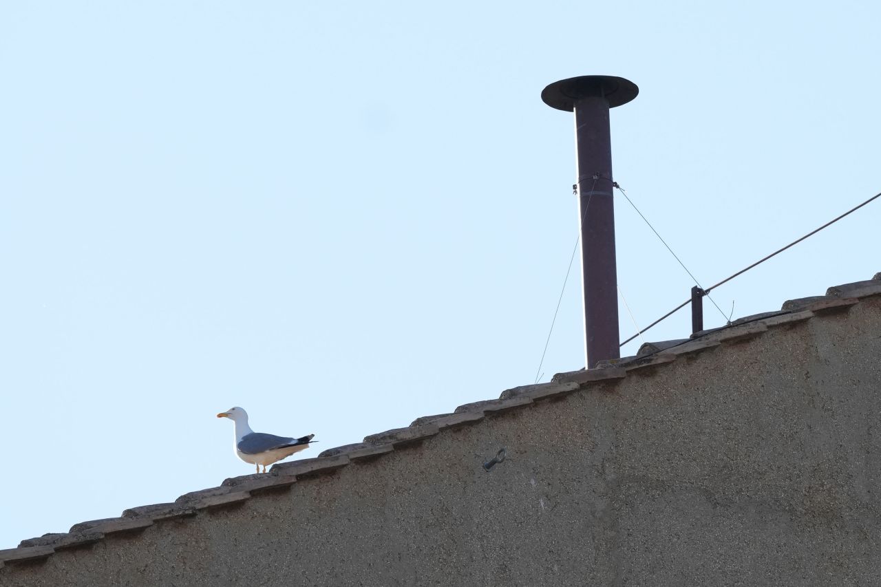 As we wait for smoke, this seagull may have the best seat in the house